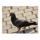 Pigeon Post Card