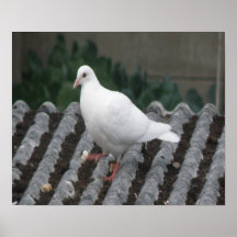Pigeon Toed - White Pigeon Print