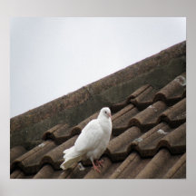 Pigeons 36 posters