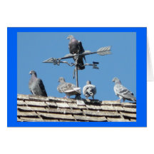 pigeons greeting card