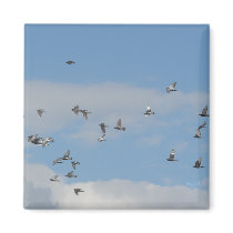 Pigeons in Flight Magnet magnets