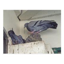 Pigeons nichant - carte postale