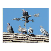 pigeons postcards