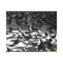 pigeons St Marks Sq Italy Gallery Wrap Canvas