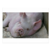 Piggy Dreams Postcard