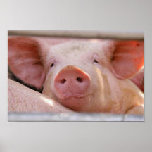 Piggy Poster