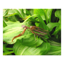 Piggyback Mantis ~ Photo