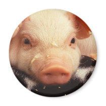 Piglet Fridge Magnets