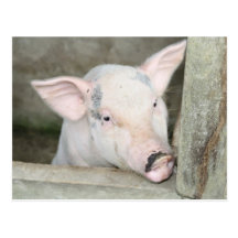 Piglet Post Card