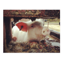 Piglet Postcard