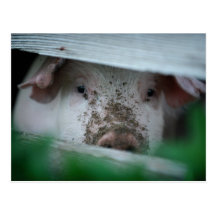 piglet postcard