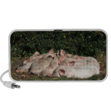 Piglet speakers