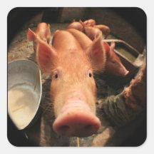 Piglet Stickers