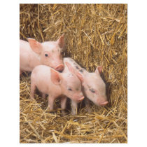 Piglets Custom Flyer