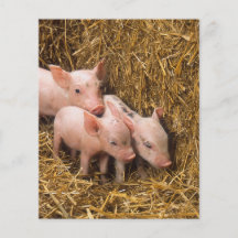 Piglets Full Color Flyer