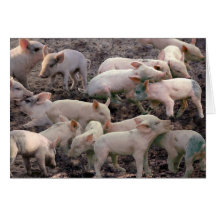 Piglets Greeting Cards
