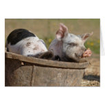 Piglets in a Bucket Card