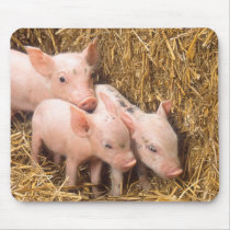 Piglets Mouse Pads