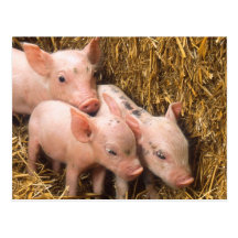 Piglets Post Cards