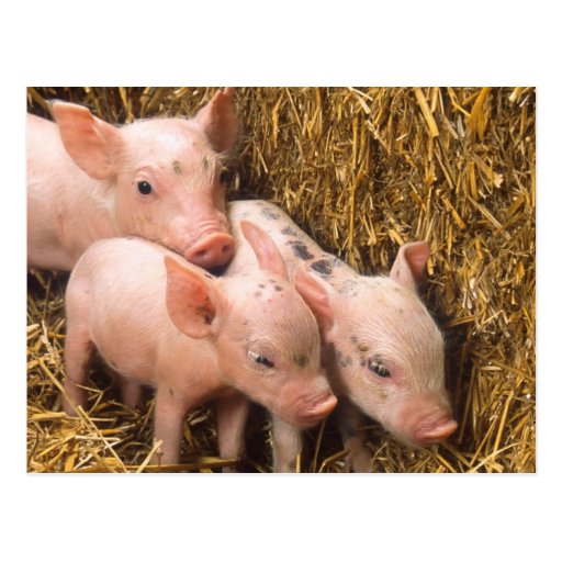 Piglets Post Cards