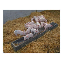 Piglets postcard