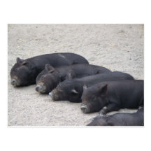 Piglets Postcards