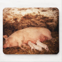 piglets suckling pig mousepad
