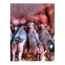 Piglets Suckling Post Cards