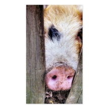 PIGS BUSINESS CARD