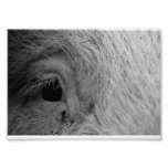 Pig's eye fotoafdrukken