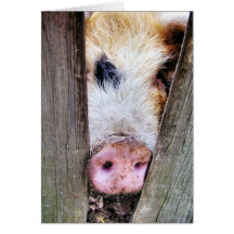 PIGS GREETING CARDS