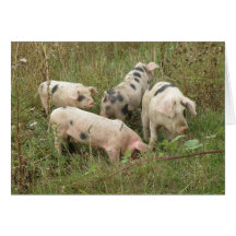 Pigs in a Field Greeting Card