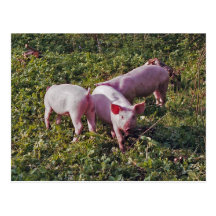 Pigs in nature postcard