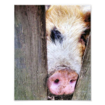 PIGS PHOTOGRAPH