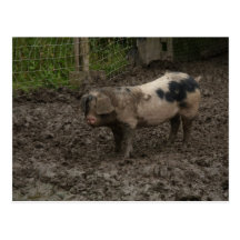 Pigs Postcards