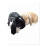 Pika And Ollie Bunnies Post Card