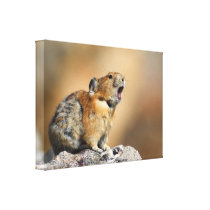 Pika Howling Stretched Canvas Print