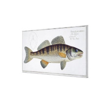 Pike-Perch (Perca lucioperca) plate LI from 'Ichth canvas prints