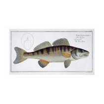 Pike-Perch (Perca lucioperca) plate LI from 'Ichth posters