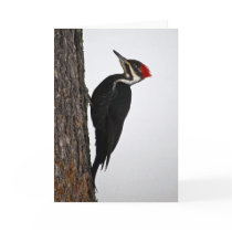 pileated woodpecker greeting card