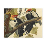 Pileated Woodpecker, John James Audubon Postcard