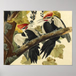 Pileated Woodpecker, John James Audubon Posters