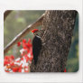 PIleated Woodpecker Mousepad