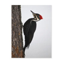 pileated woodpecker postcards