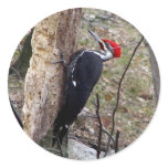 Pileated Woodpecker Round Sticker