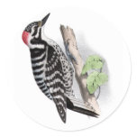 Pileated Woodpecker Sticker