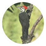Pileated Woodpecker Stickers
