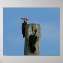 Pileated Woodpeckers Print