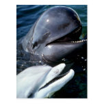 Pilot whale and Atlantic bottlenose dolphin Postcard