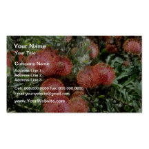 Pin cushion (Leucospermum cordifolium) flowe Business Card Template